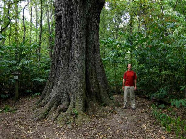 Cherrybark Oak