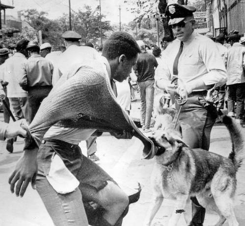 En svart amerikansk demonstrant attackeras av en polishund under demonstrationer mot segregation, Birmingham, Alabama, 4 maj 1963.
