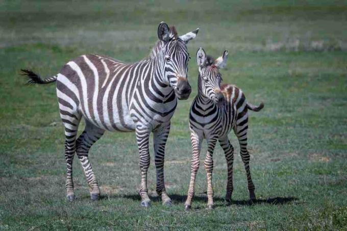 Zebra mamma och bebis i Ngorongoro krater, Tanzania, östra Afrika