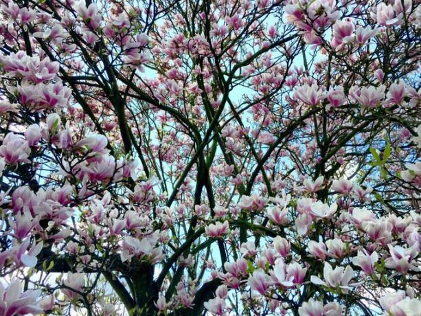 Magnoliaträd täckt i blomning