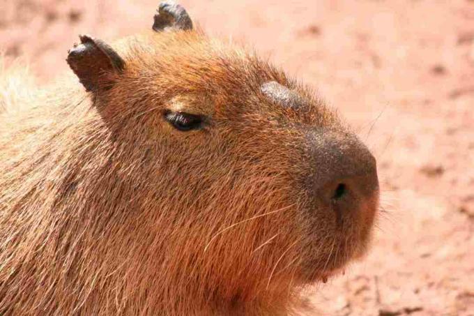 Moriloen är ett utmärkande drag i en capybaras ansikte.