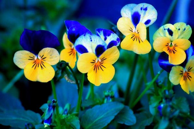 Blå och gula blommor