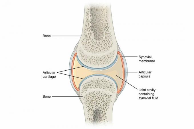 Synovial gemensamt diagram med etiketter på en vit bakgrund.