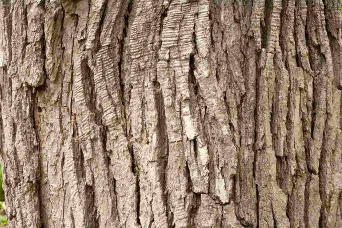 Träskvit ek-bark