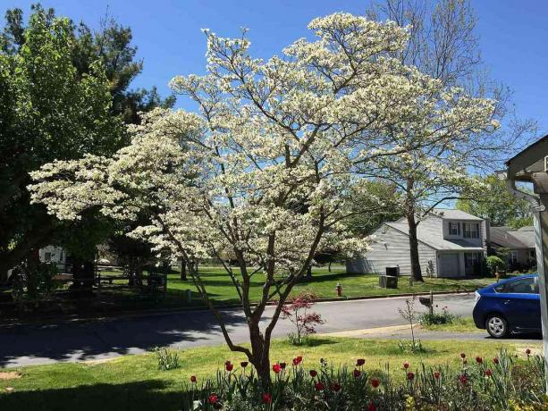 Blommande dogwoodträd i en trädgård med blommor och landskapsarkitektur.