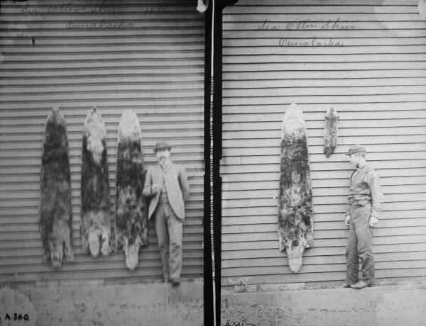 Sea Otter Skins, Unalaska, 1892