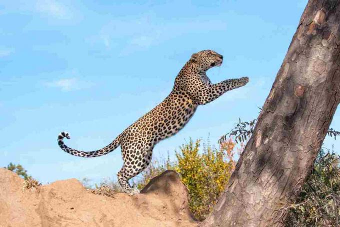 Flygande leopard