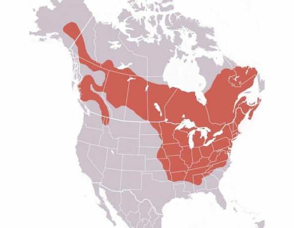 Groundhog distribution