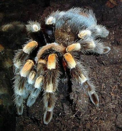 Mexikansk Redknee Tarantula (Brachypelma smithi)