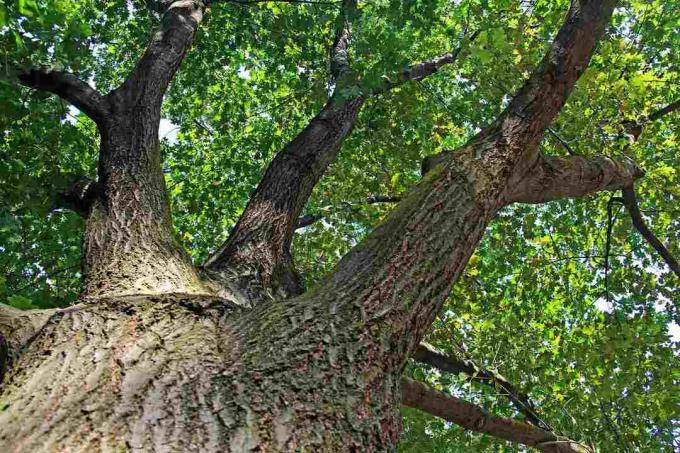 Northern Red Oak
