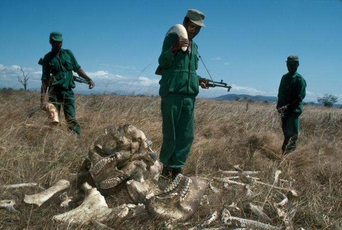 MIKUMI TANZANIA - JULI 1989: Park Rangers, som tjänar 70 US-dollar per månad med en konfiskerad elefant elfenbenstum värd 2 700 US-dollar, vid Mikumi National Park, Tanzania. Rangerarna står bredvid resterna av en tjurelefant som dödats av krypskytare.