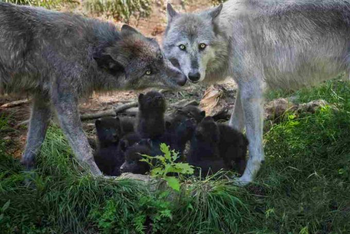 Black Wolf-familj med nyfödda valpar, Kanada