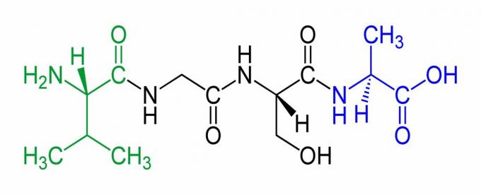 Detta är ett exempel på en tetrapeptid, med N-terminalen i grön och C-terminalen i blå.