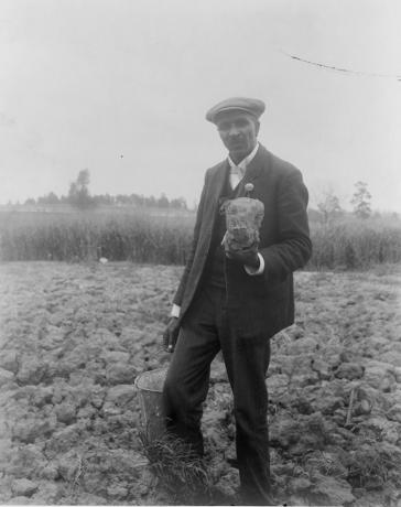 George Washington Carver, porträtt i full längd, stående i fält, antagligen på Tuskegee, innehavande jordbit, 1906