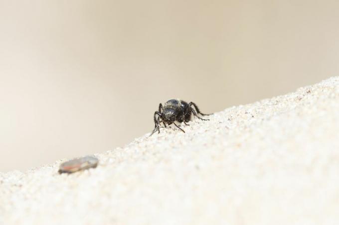 Velvet Ant