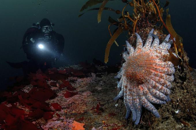 Dykare och Sun Star, Crossaster sp., Monterey Bay, Kalifornien, USA