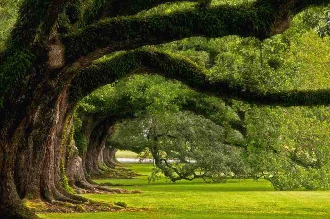 Tagen vid Oak Alley Plantation