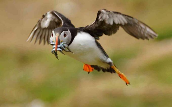 Lunnefågel (Fratercula arctica) som bär jaktade sandor (Ammodytes), Wales, Storbritannien