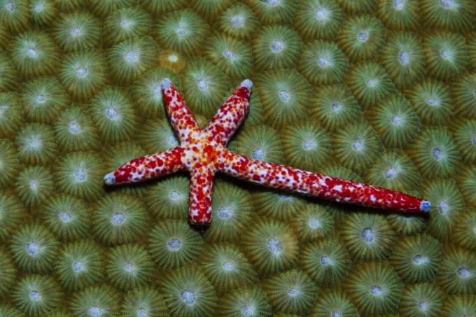 Comet Starfish regenerating