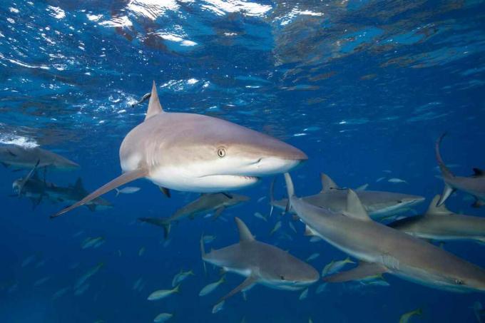 Caribbean Reef Sharks (Carcharhinus perezi)