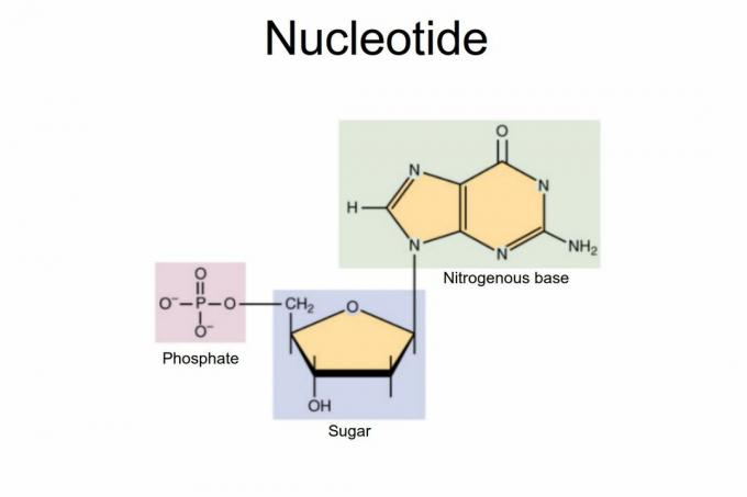 nukleotid