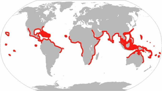 Detta är den historiska prickiga örnstråleområdet. Under modern klassificering finns fisken bara i Atlanten, Karibien och viken.