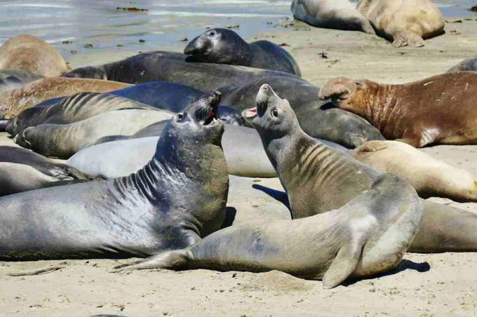 Elephant Seal i San Simeon