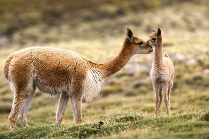 Guanaco och chulengo