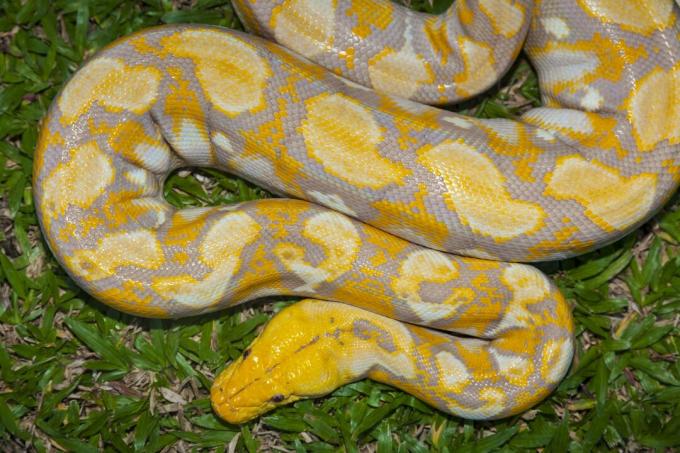 Albino Burmese Python