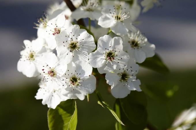 Närbild av den Callery päronträdblomningen