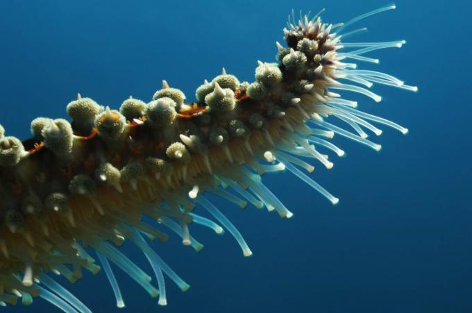Rörfötter med Stenig sjöstjärna / Borut Furlan / Getty Images