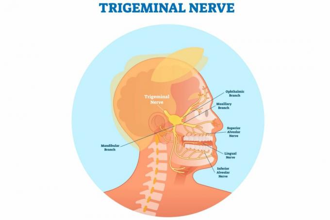 Trigeminal nerv