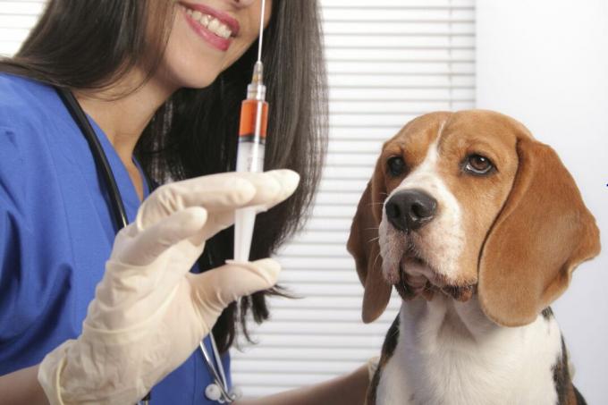 En hund som vaccineras