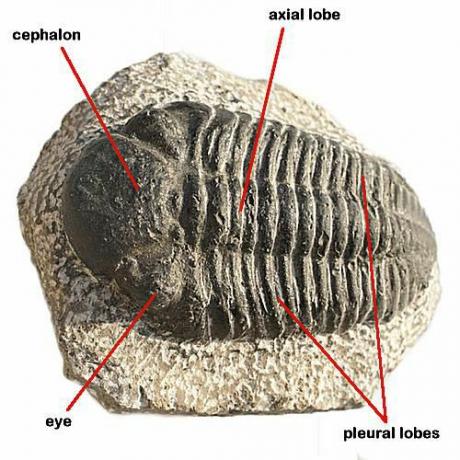 Trilobiter existerar som fossil först idag, efter att de försvunnit i slutet av Perm-perioden.