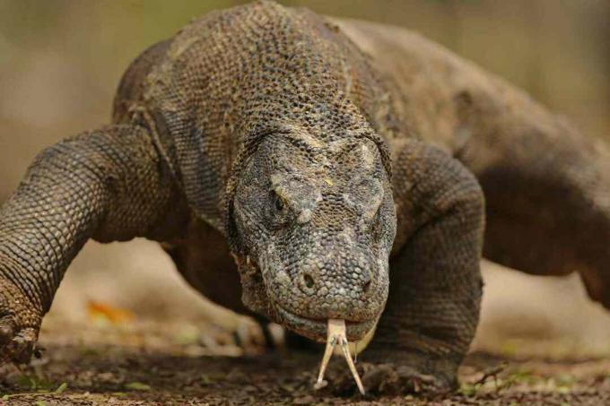 Komodo Dragon Portrait close up - Komodo Island, Indonesien