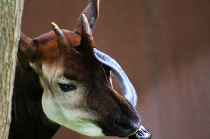 Manlig okapi