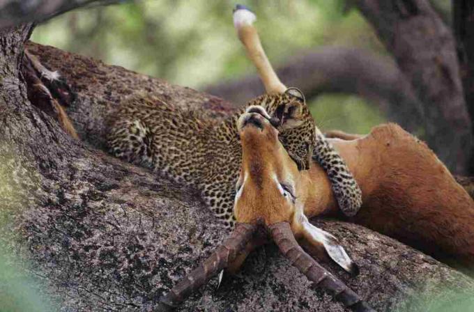 Leopard (Panthera pardus) som äter nyckling i träd, Kenya