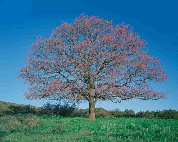 Svart ek (Quercus kelloggii) i fält, vår