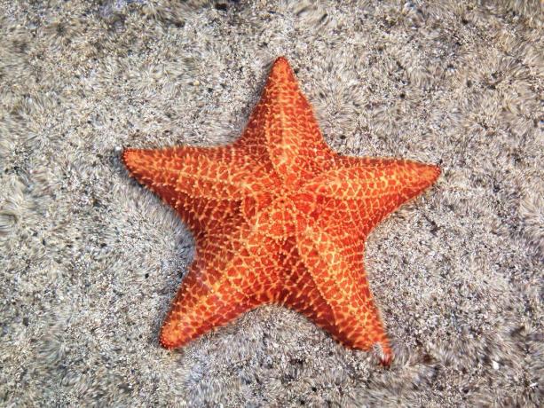 Närbild av orange sjöstjärna på sand