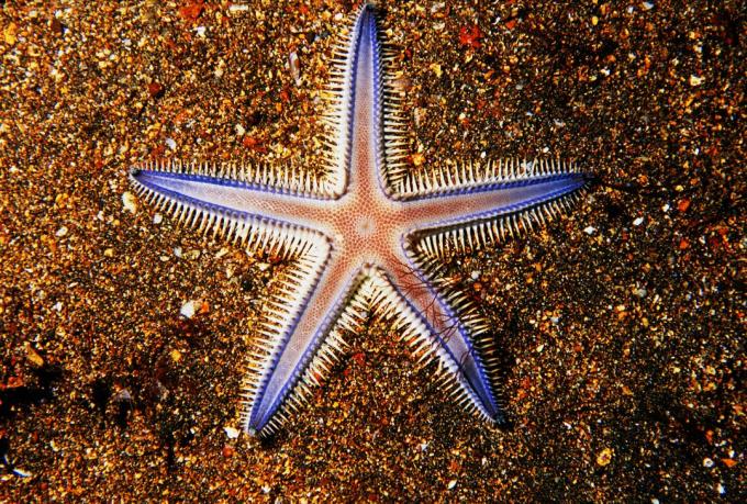 Galapagos, closeup av seastar på färgrik sand.