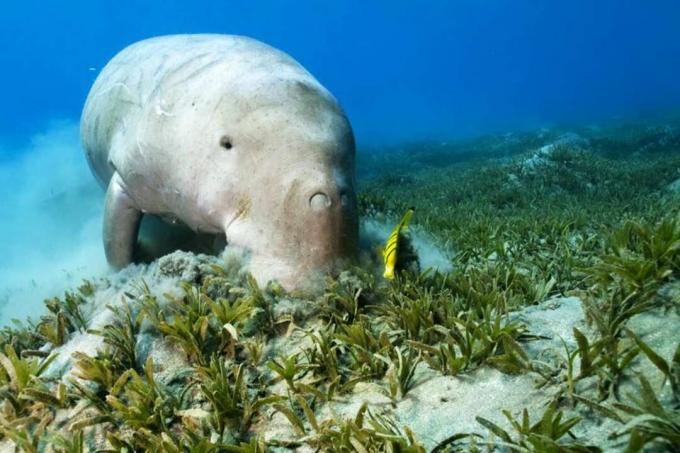 Dugong och renare fisk på sjögräs.