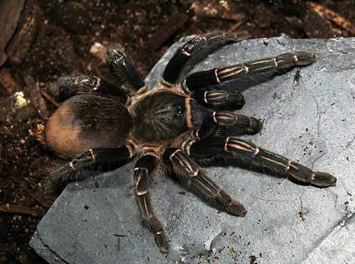 Costa Rica Zebra Tarantula (Aphonopelma seemanni)