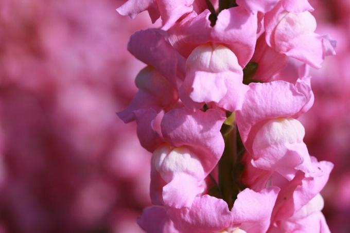 Rosa snapdragoner