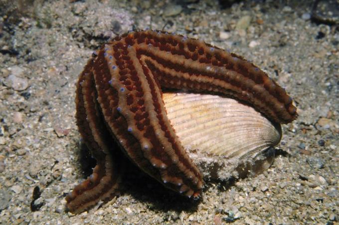 Sea Star Eating a Bivalve