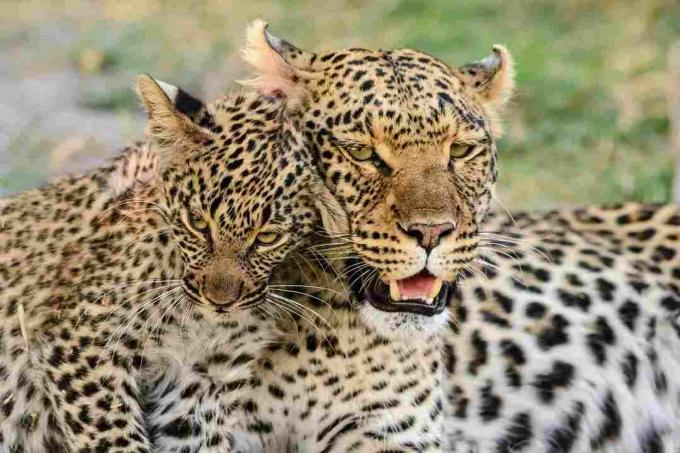 Porträtt av leopard med leopardgröngöling, Botswana