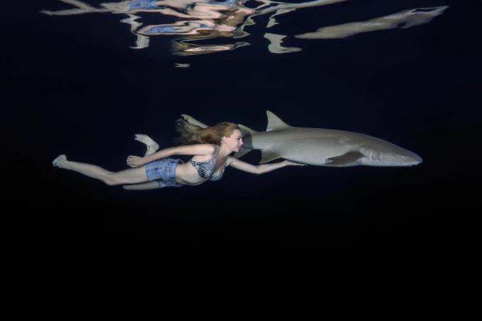 Dykare är vanligtvis säkra runt sjuksköterskahajar och andra mattahajar, men bitar uppstår när fisken störs eller provoseras.