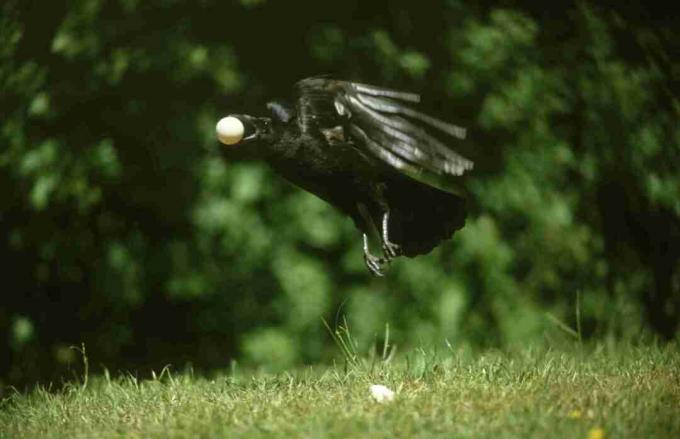 kråka flyger med ägg i munnen