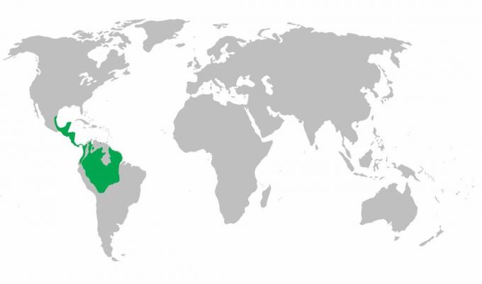 Karta över spindelapets distribution